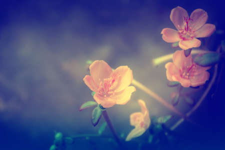 small pink and orange flower  spring summer nature background