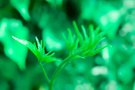 Green leaf with green bokeh spring nature  background