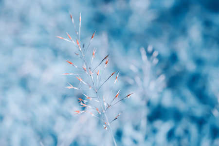 soff focus grass flower sprimg  nature backgroundの写真素材