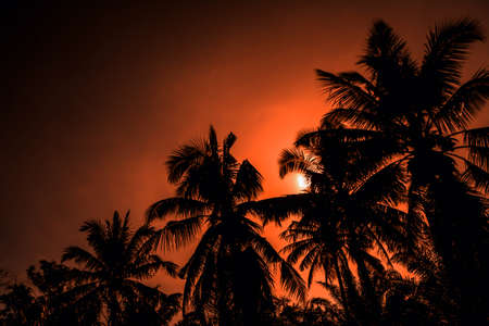 Sunset and cocunut tree  summer backgroundの写真素材