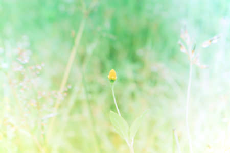 soft focus grass flower spring  nature background