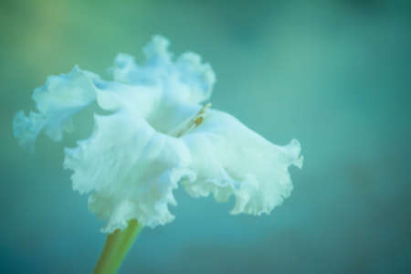 white flower  with bokeh soft focus spring  nature concept background