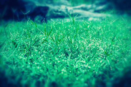 green grass with dew  water drops  fresh natural background