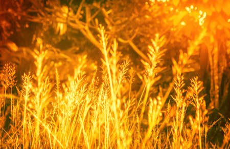 soft focus grass flower with gold sunrise  spring ,summer backgroundの写真素材