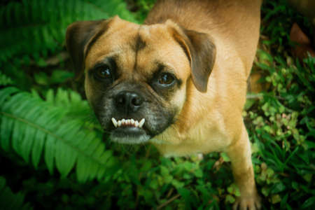 cute dog  looking somethingの写真素材