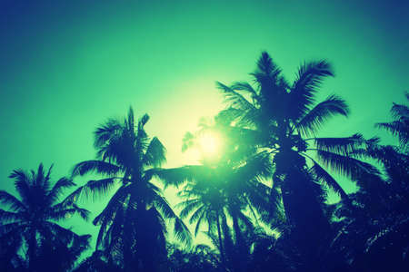 coconut tree in sunset background
