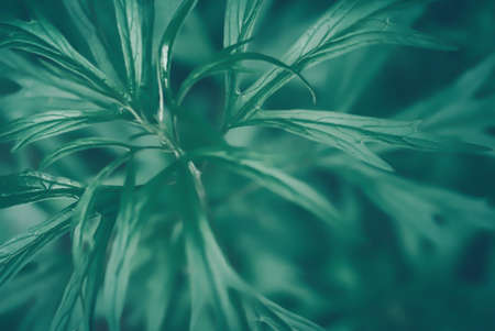 Soft focus  green leaves  texture backgroundの写真素材