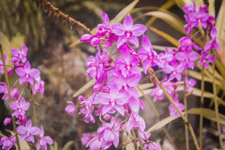 purple orchids with dew drops fresh nature backgroundの写真素材