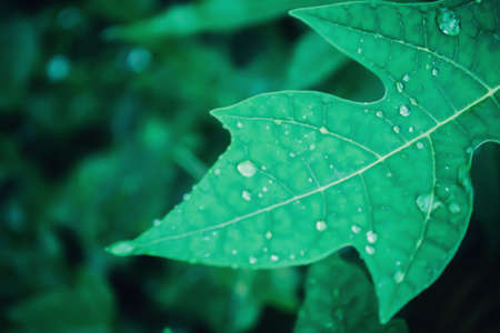 green leaf with dew drops after rain fresh nature background