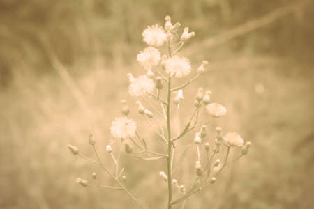Vintage grass flower nature background