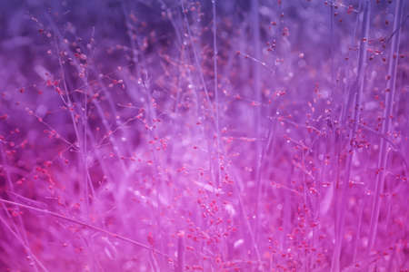 beautiful grass flowers on field fresh outdoor  spring nature  background