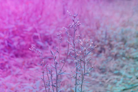 beautiful  wild meadow flowers  in pink and violet tone  filter background