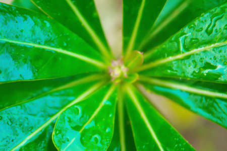 soft focus  fresh green leaves  spring backgroundの写真素材