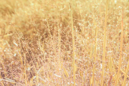 spring meadow flower   in sunrise  の写真素材