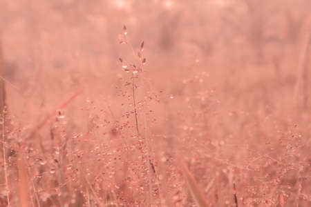 spring meadow flower with dew  drops in sunrise  fresh outdoor photo  nature  background with filter...