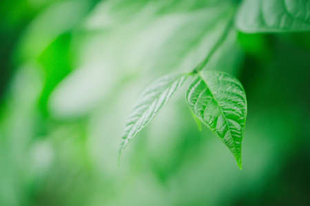 soft focus spring of green leaves with green bokeh backgroundの写真素材