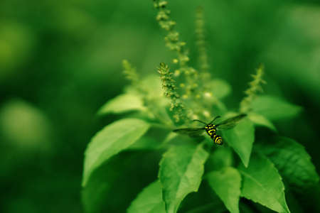 green leave and flower  with yellow butterfly  の写真素材
