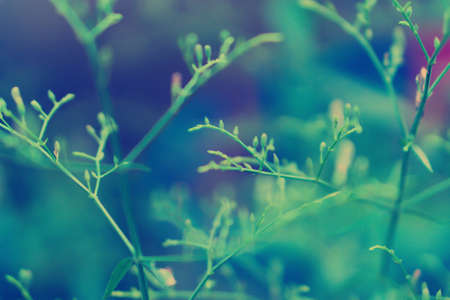 Abstract nature spring grass  flowers with blue and green bokeh background