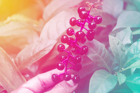 colorful bokeh abstract  spring of green plant in the forest  nature backgroundの写真素材