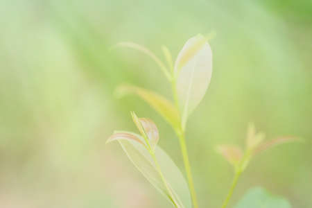 green leaves fresh green plant spring nature backgroundの写真素材