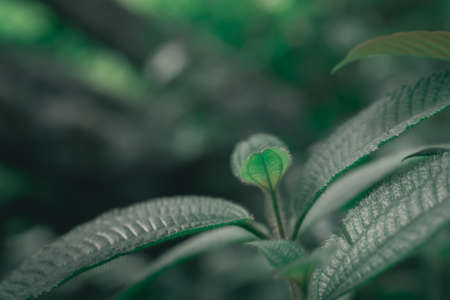 green leaves  fresh spring nature backgroundの写真素材