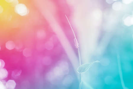 colorful bokeh abstract  spring of green plant in the forest  nature backgroundの写真素材