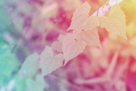 colorful bokeh abstract  spring of green plant in the forest  nature backgroundの写真素材