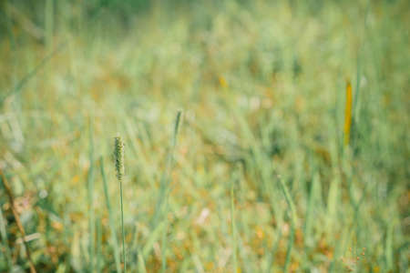 green grass flower and fields  in sunrise  fresh nature backgroundの写真素材