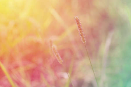 spring nature outdoor photo with pastel color filter efectの写真素材