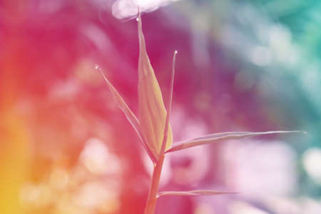 colorful bokeh abstract  spring of green plant in the forest  nature backgroundの写真素材