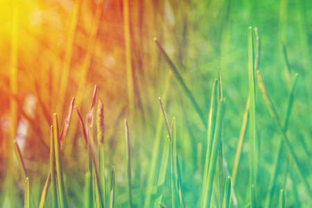 green meadow fields  at morning sunrise  fresh nature backgroundの写真素材