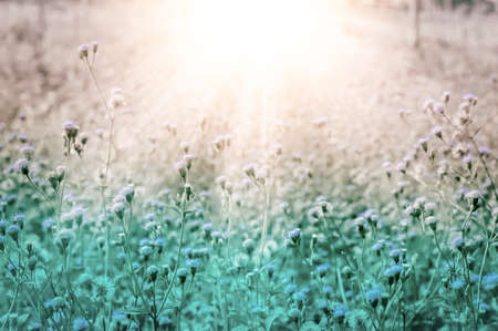 White meadow wild flower at morning sunrise  fresh nature backgroundの写真素材