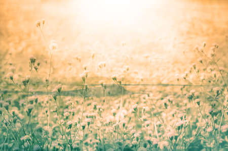 autumn landscape  of white meadow flowers at morning sunrise  vintage ,worm color filter effect の写真素材