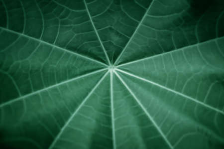 soft and blur focus green leaf texture background