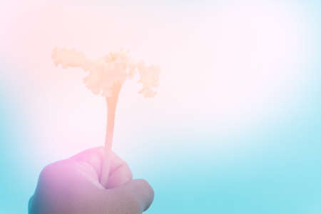 soft focus white flower pastel filter effect の写真素材