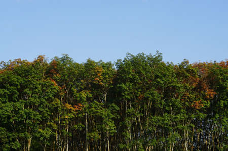 blue sky and  tree  spring nature background