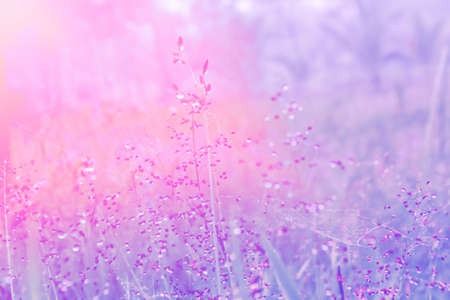 soft focus  grass flower with drops dew  pastel color filter effect  outdoor  relax photoの写真素材