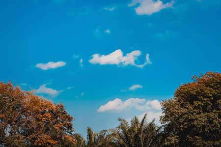 blue sky and  tree  spring nature backgroundの写真素材