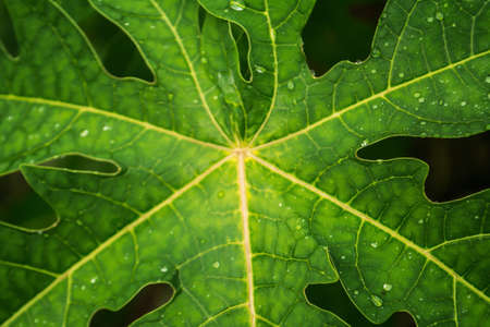 green leaf texture with drop dews  fresh nature background   