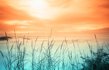 morning sunrise with  sea mist and  grass flower  fresh spring nature wallpaper backgroundの写真素材