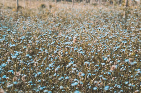 Vintage white meadow grass flower spring nature outdoor relax photo wallpaper  background の写真素材