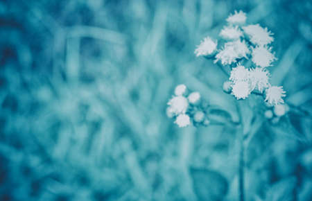 vintage white  grass flower  spring nature  nature background soft focus の写真素材