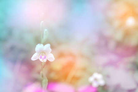 litttle white flower  soft focus  with colorful bokeh spring backgroundの写真素材