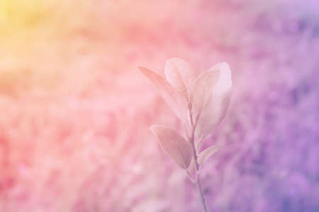 pastel color  of   spring leaves  tropical plant nature backgroundの写真素材