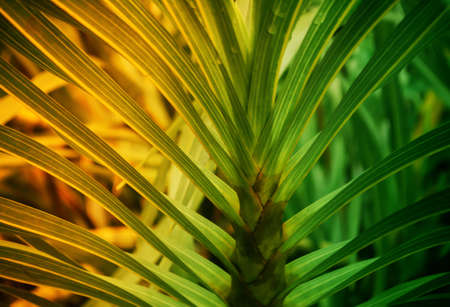 fresh green leaves at sunrise  ,abstract spring nature  walpaper backgroundの写真素材