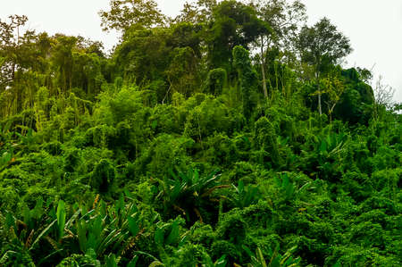 green tropical plant forest  fresh nature wallpaper backgroundの写真素材