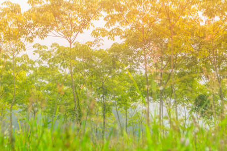 soft focus grass field and green plant forest nature backgroundの写真素材