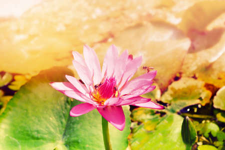 Pink and  purple  water lily flower with the bees  in sunshine 