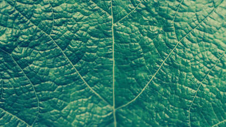 soft focus green  leaf texture nature   pattern  abstract wallpaper fresh nature   background  の写真素材