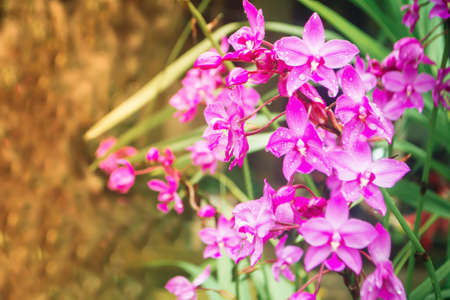 Spathoglottis violet orchids blooming and dew drops  after rain ,spring nature backgroundの写真素材